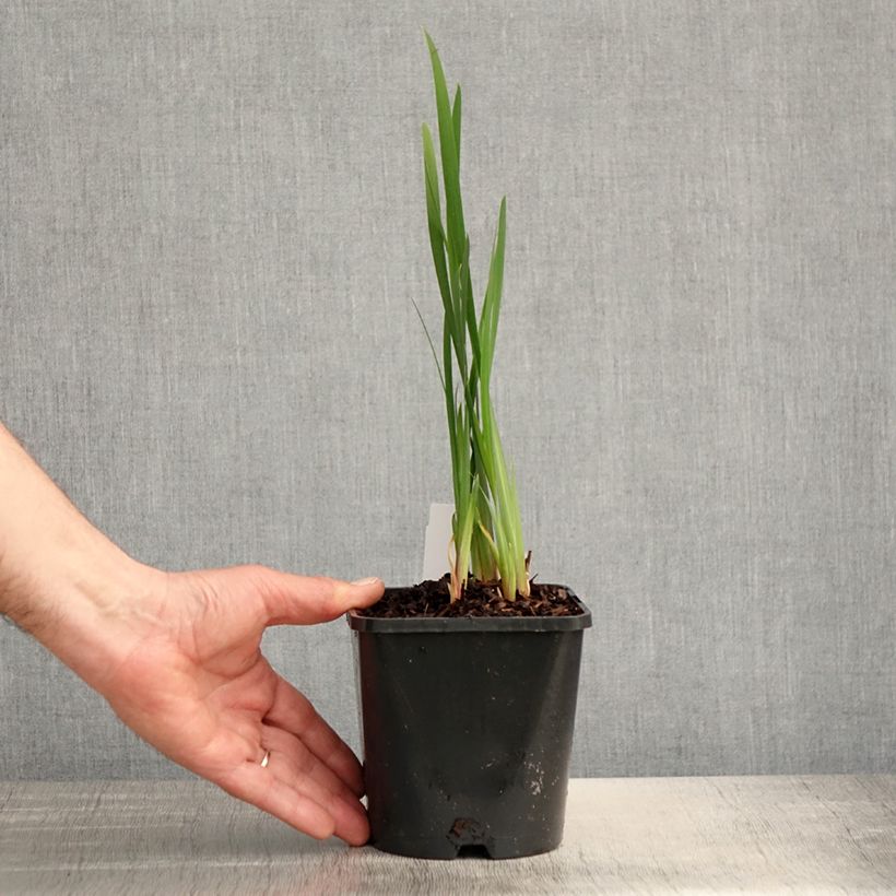 Spécimen de Iris sibirica Paprikash - Iris de Sibérie - pot de 1.5L/2L tel que livré au printemps
