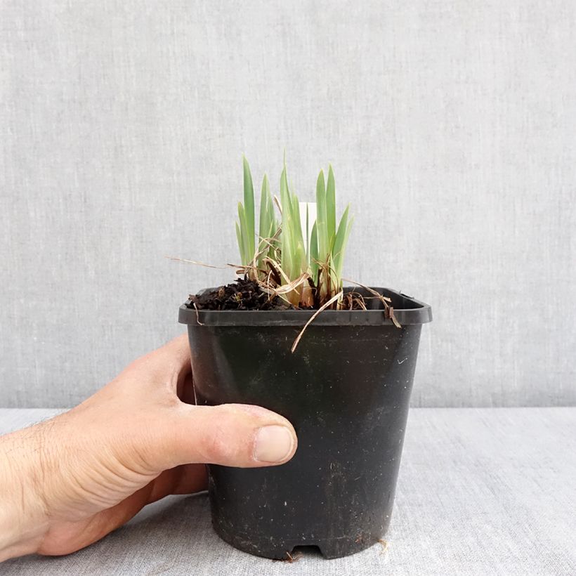 Spécimen de Iris sibirica Pink Parfait - Iris de Sibérie - Pot de 1,5L/2L tel que livré au printemps