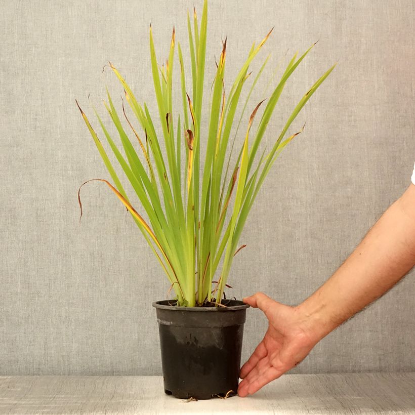 Spécimen de Iris sibirica Purplelicious - Iris de Sibérie - Pot de 2L/3L tel que livré en été