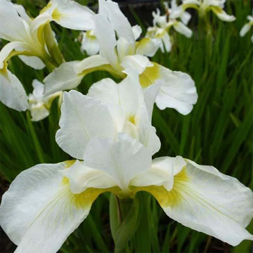 Iris sibirica Snow Queen - Iris de Sibérie (Floraison)