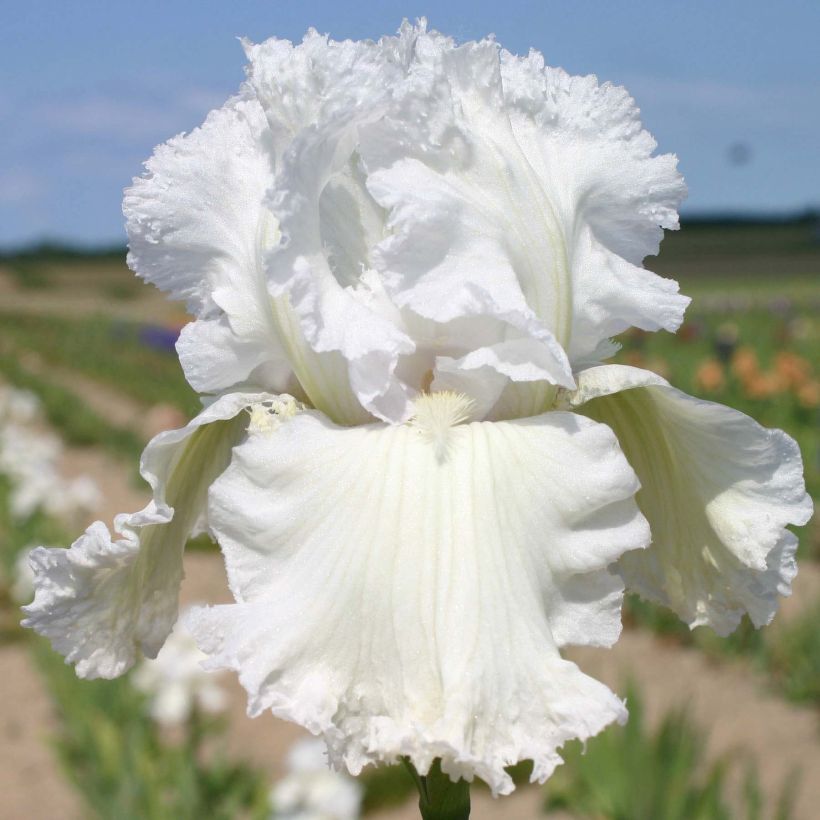 Iris germanica Laced Cotton - Zurich (Floraison)