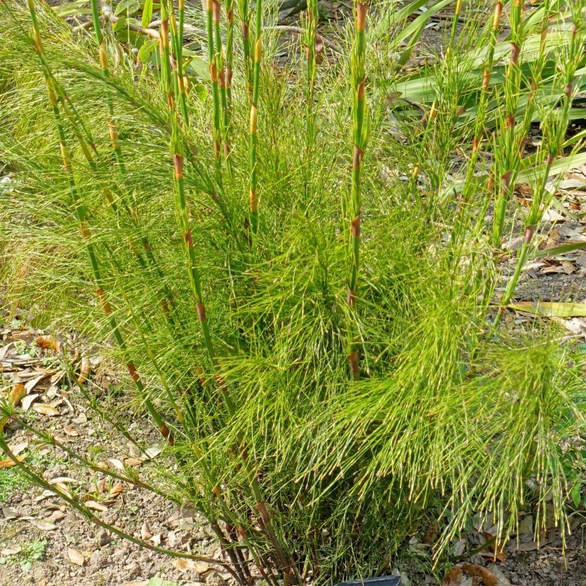 Ischyrolepis subverticillata - Restio (Feuillage)