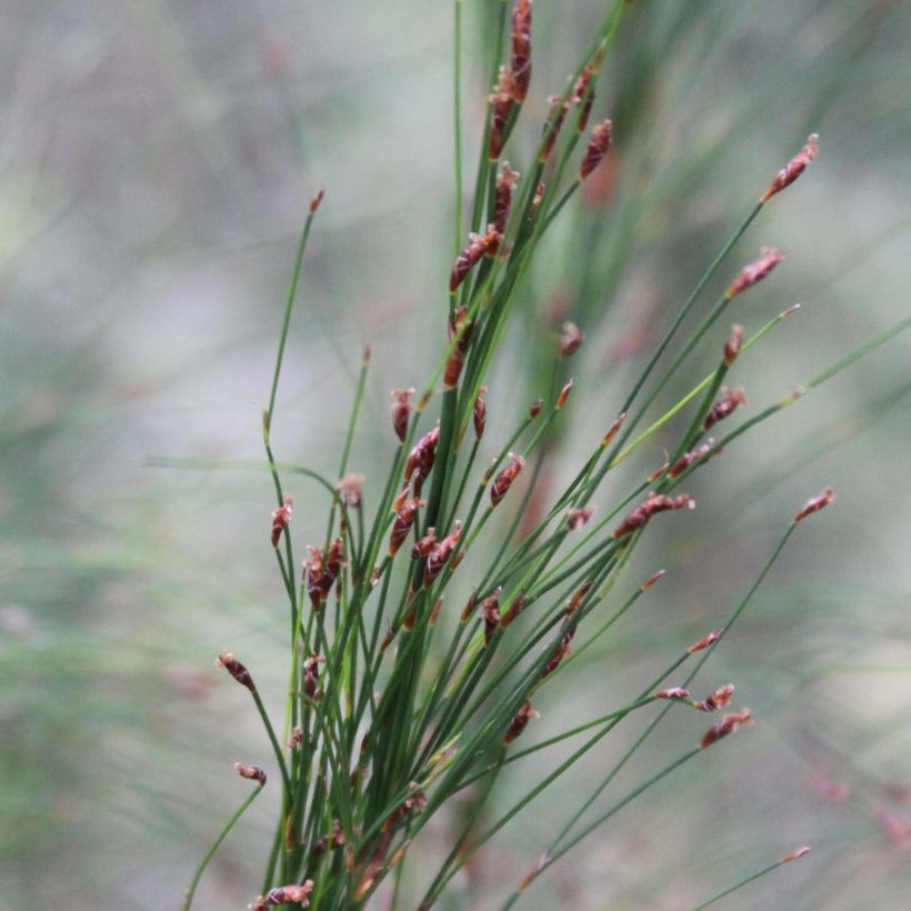 Ischyrolepis subverticillata - Restio (Floraison)