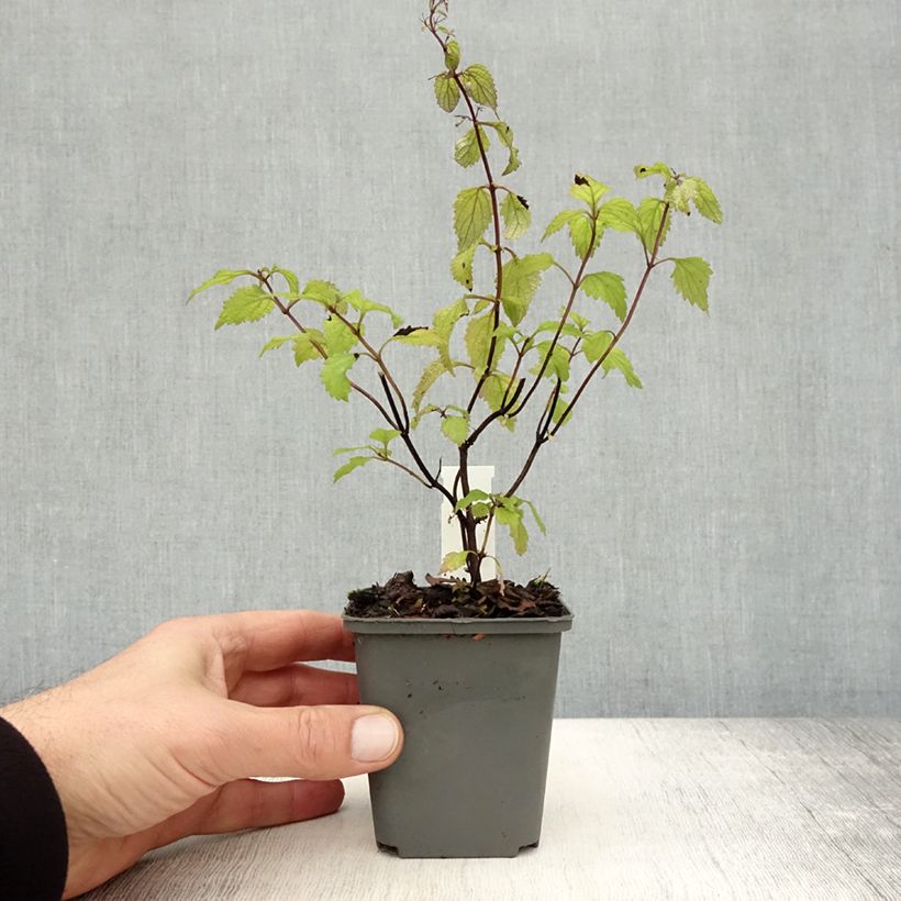 Spécimen de Isodon effusus - Rabdosia effusa Godet de 8/9 cm tel que livré en automne