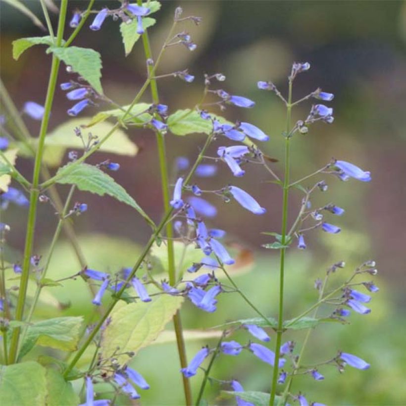 Isodon longituba - Rabdosia longituba (Floraison)