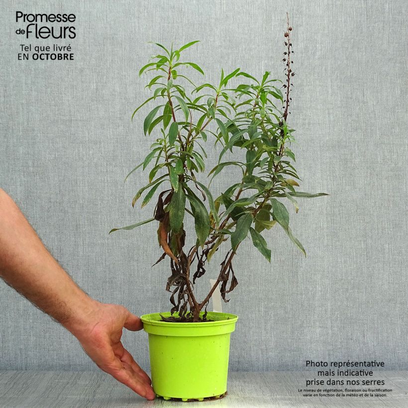 Spécimen de Isoplexis hybride Bella - Digitale des Canaries Pot de 2L/3L tel que livré en automne