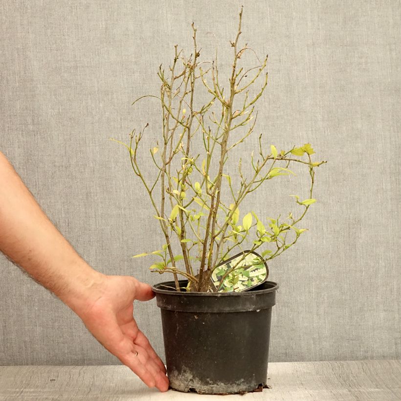Spécimen de Itea virginica - Itéa de Virginie Pot de 3L/4L tel que livré en été