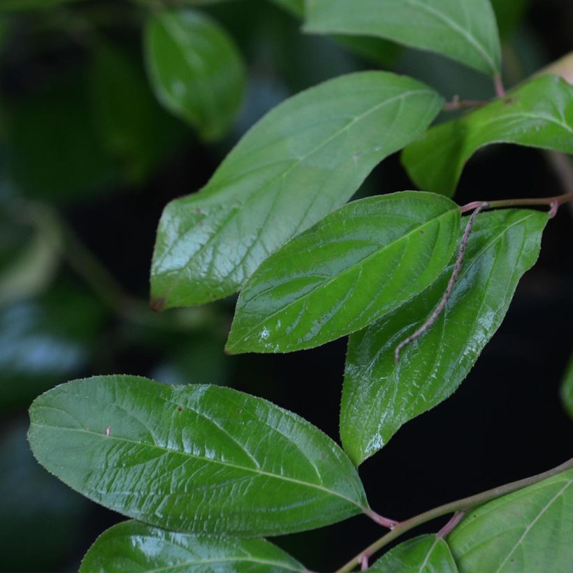 Itea virginica - Itéa de Virginie (Feuillage)