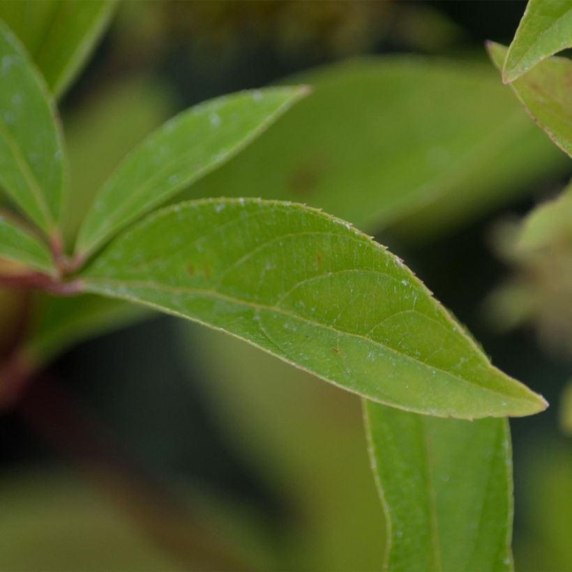 Itea virginica Henry's Garnet - Itea de Virginie (Feuillage)