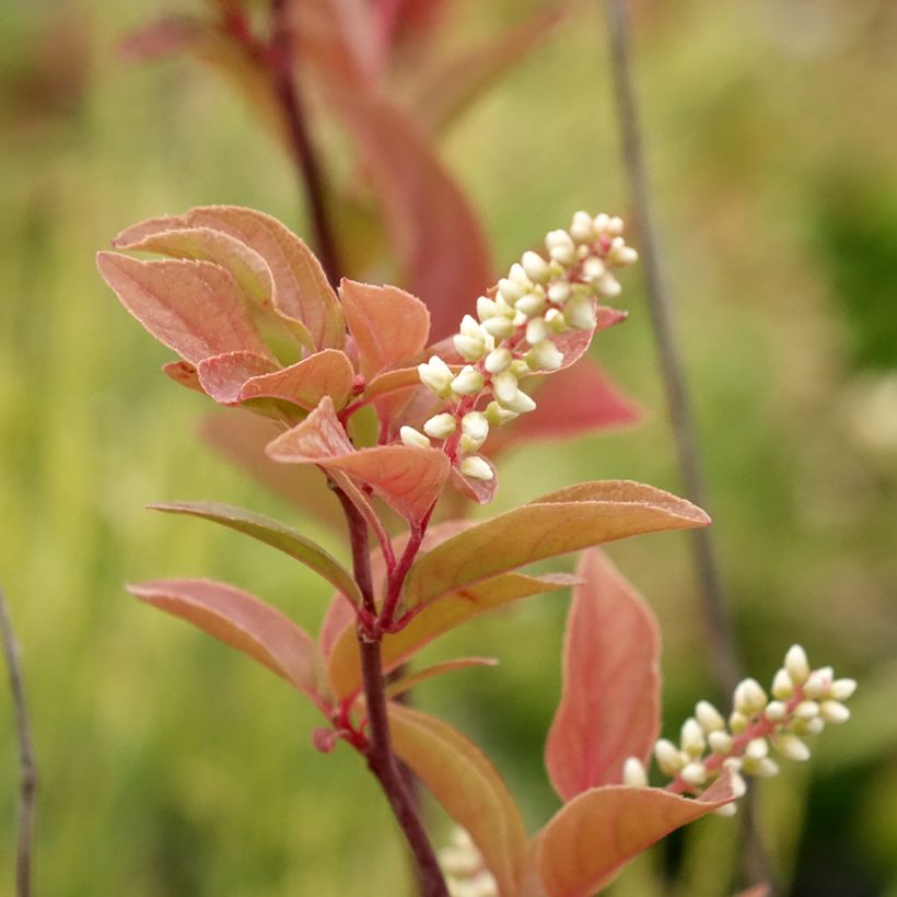 Itea virginica Henry's Garnet - Itea de Virginie (Floraison)