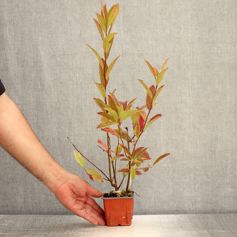 Spécimen de Itea virginica Henry's Garnet - Itea de Virginie Godet de 8/9 cm tel que livré en été