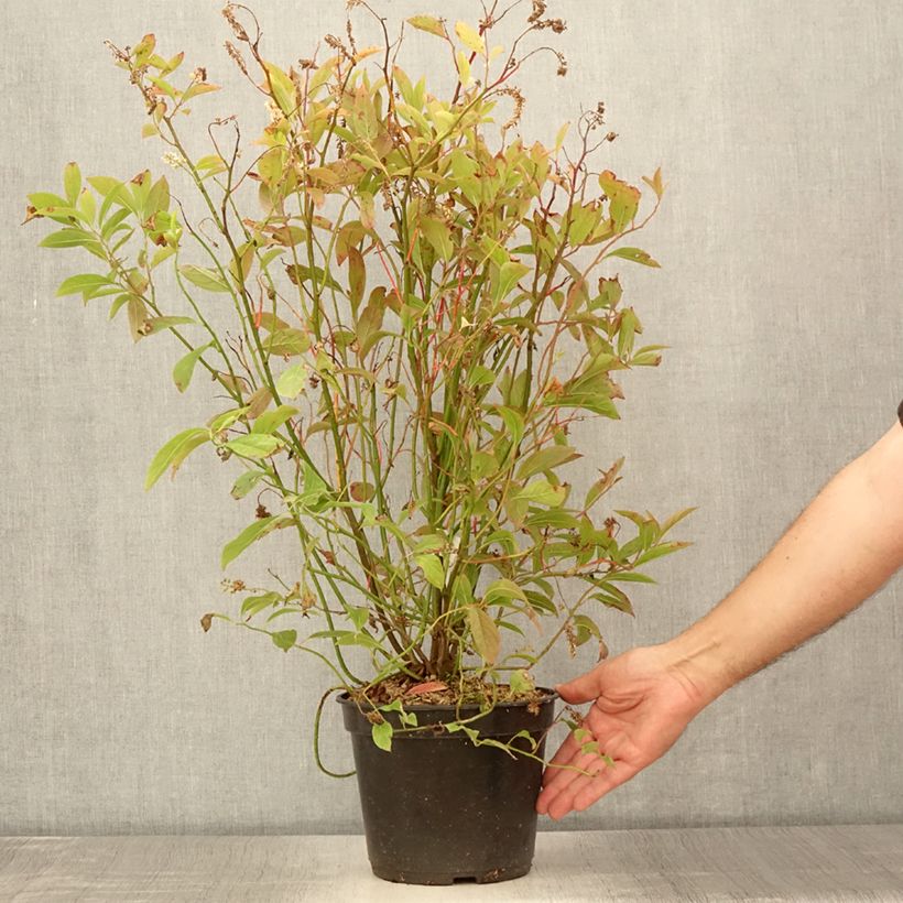 Spécimen de Itea virginica Love Child - Itéa de Virginie Pot de 2L/3L tel que livré en été