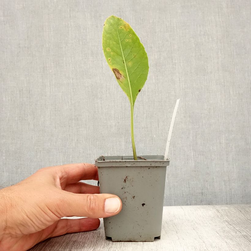 Spécimen de Jaborosa integrifolia Godet de 8/9 cm tel que livré en été