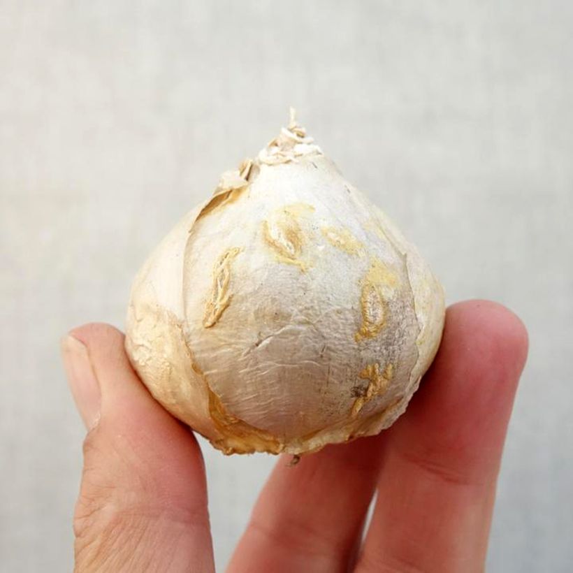 Spécimen de Jacinthe Aiolos blanche préparée pour le forçage Bulbe tel que livré en automne