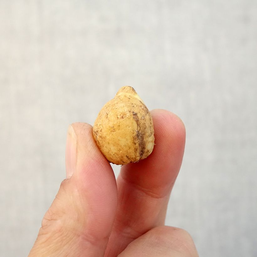 Spécimen de Jacinthe des Bois - Scille Nutans Bulbe tel que livré en automne