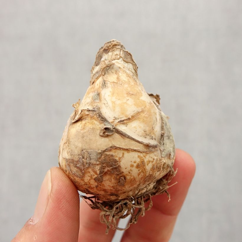 Spécimen de Jacinthe du Cap - Galtonia candicans Moonbeam tel que livré au printemps