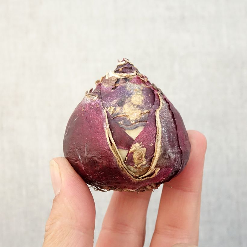 Spécimen de Jacinthe Pink Pearl Bulbe tel que livré en automne