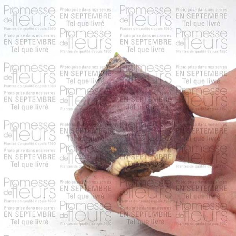 Exemple de spécimen de Jacinthe Purple Sensation tel que livré