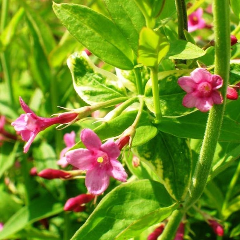 Jasmin beesianum (Floraison)