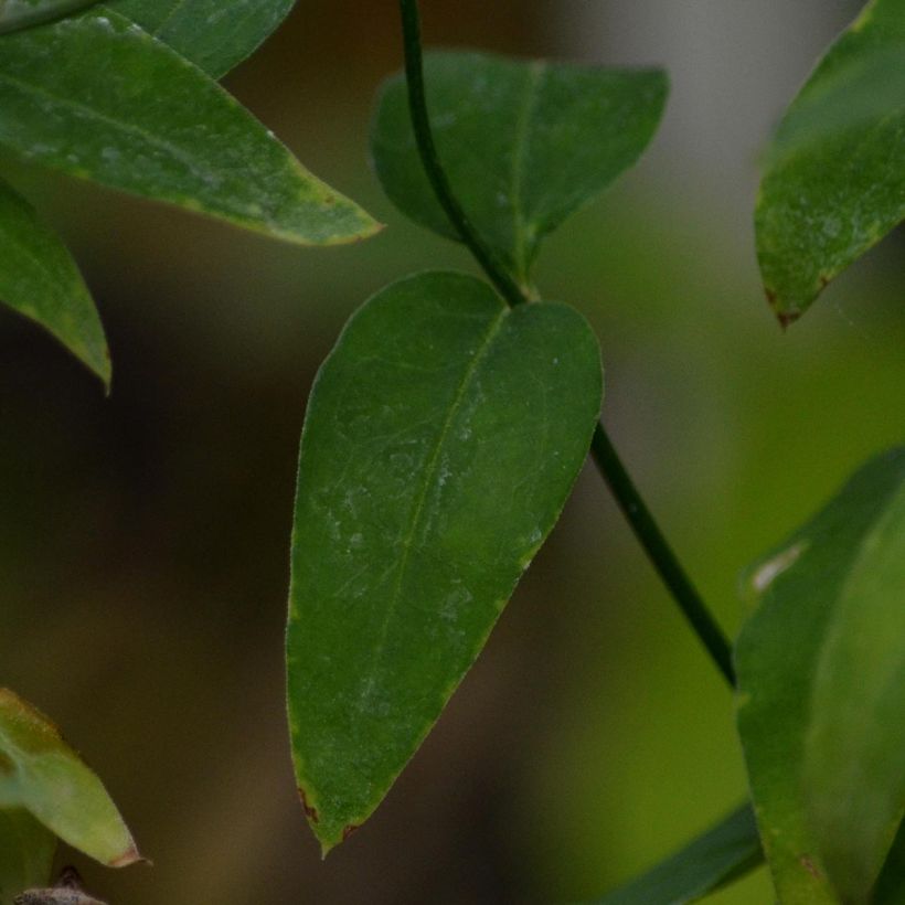 Jasmin beesianum (Feuillage)