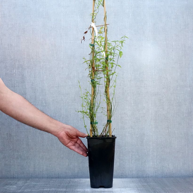 Spécimen de Jasmin beesianum Pot de 2L/3L tel que livré en été