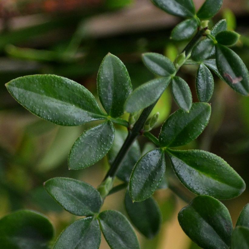 Jasmin d'hiver - Jasminum nudiflorum (Feuillage)