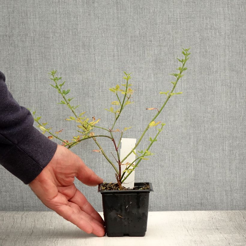 Spécimen de Jasmin d'hiver - Jasminum nudiflorum Godet de 8/9 cm tel que livré en été