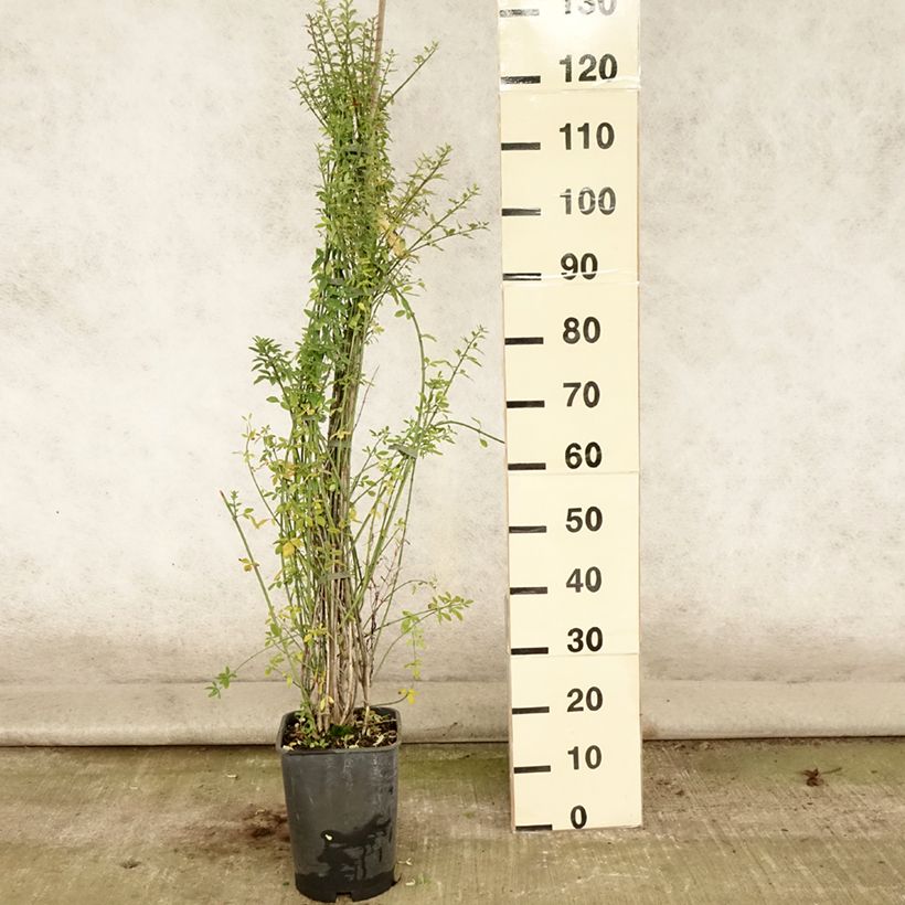 Spécimen de Jasmin d'hiver - Jasminum nudiflorum Pot de 6L/7L, Palissé tel que livré en été