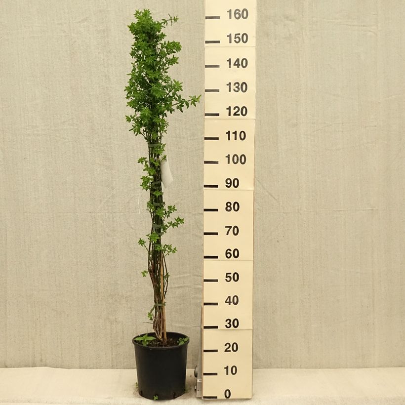 Spécimen de Jasmin d'hiver - Jasminum nudiflorum en pot de 7,5L/10L tel que livré au printemps