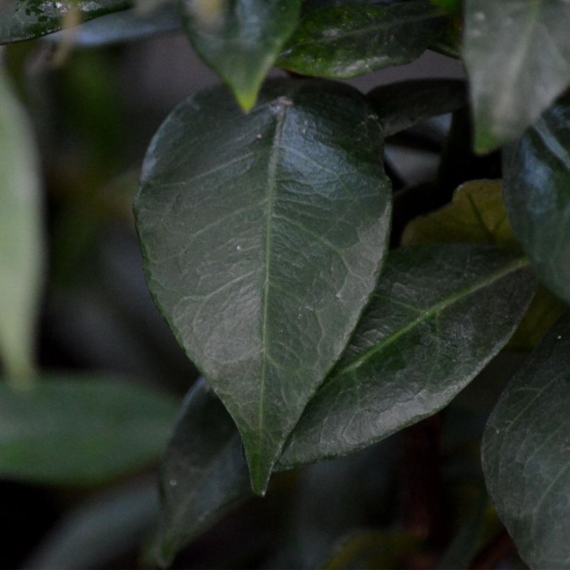 Jasmin étoilé - Trachelospermum jasminoides (Feuillage)