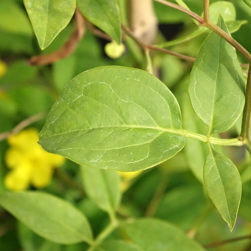 Jasmin - Jasminum humile Revolutum (Feuillage)