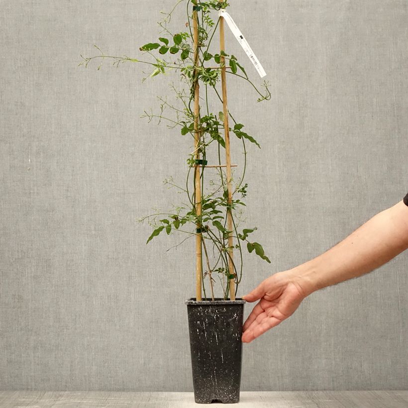 Spécimen de Jasmin - Jasminum polyanthum Pot de 2L/3L tel que livré en été