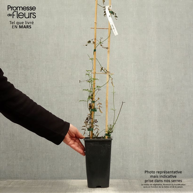 Spécimen de Jasmin - Jasminum polyanthum Pot de 2L/3L tel que livré au printemps