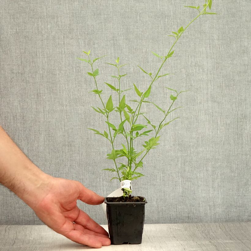 Spécimen de Jasmin - Jasminum stephanense Godet de 8/9 cm tel que livré en été