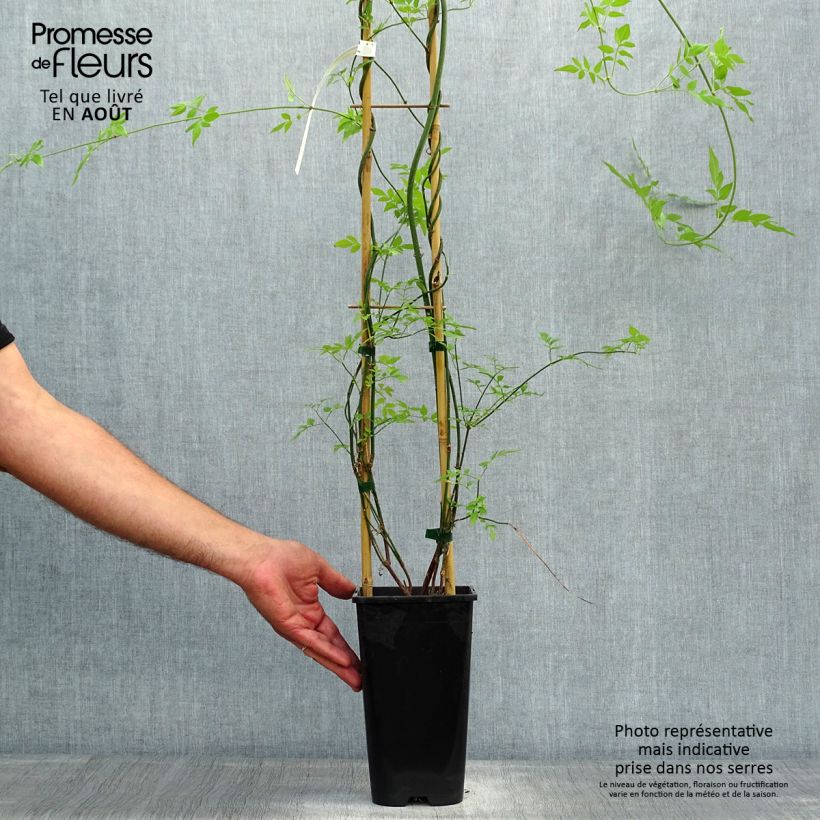 Spécimen de Jasmin officinal - Jasminum officinale Affinis Pot de 1,5L/2L tel que livré en été