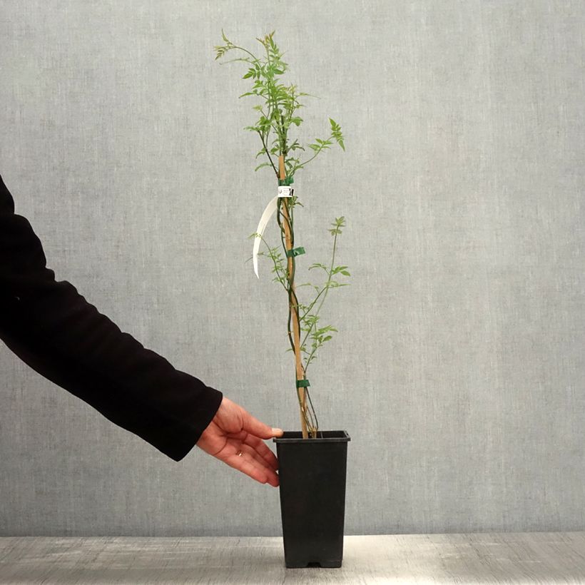 Spécimen de Jasmin officinal - Jasminum officinale Affinis en pot de 1,5l/2l tel que livré au printemps
