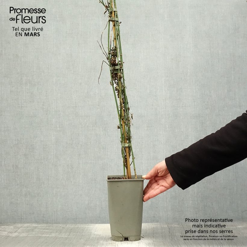 Spécimen de Jasmin officinal - Jasminum officinale Affinis en pot de 3l/4l tel que livré au printemps