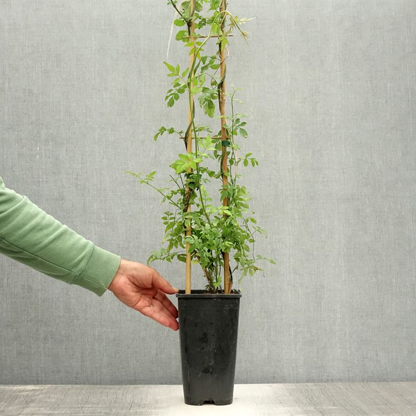 Spécimen de Jasmin officinal - Jasminum officinale Pot de 2L/3L tel que livré en été