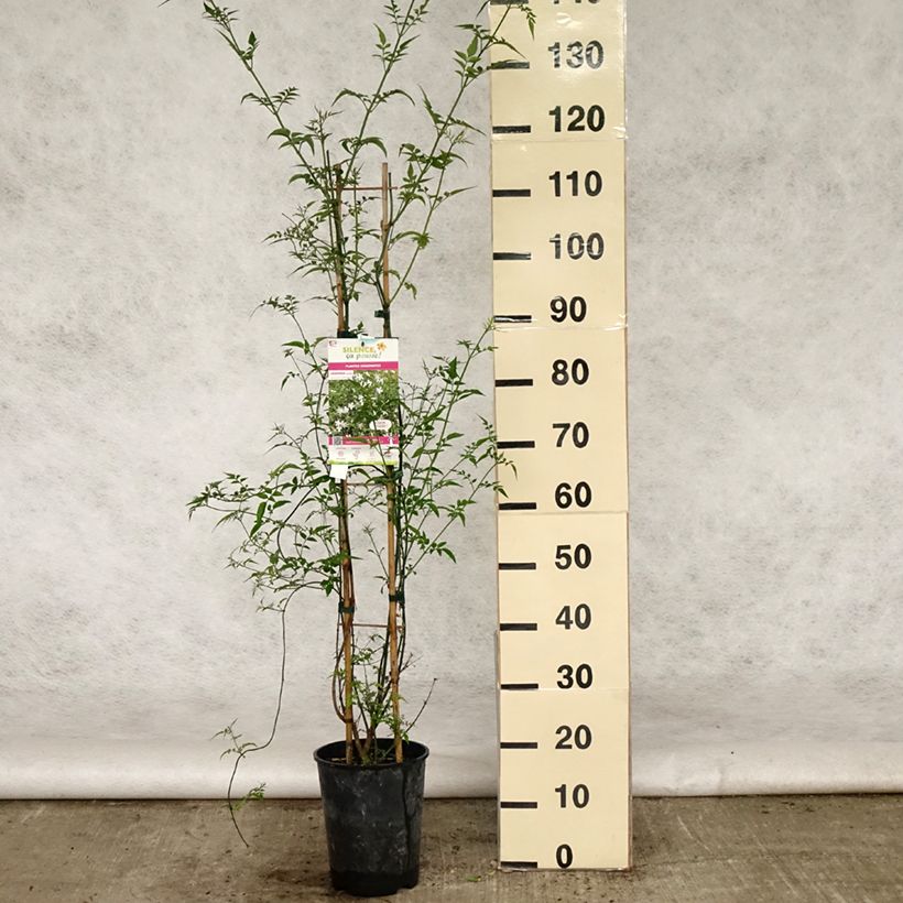 Spécimen de Jasmin officinal - Jasminum officinale en pot de 4L/5L tel que livré au printemps
