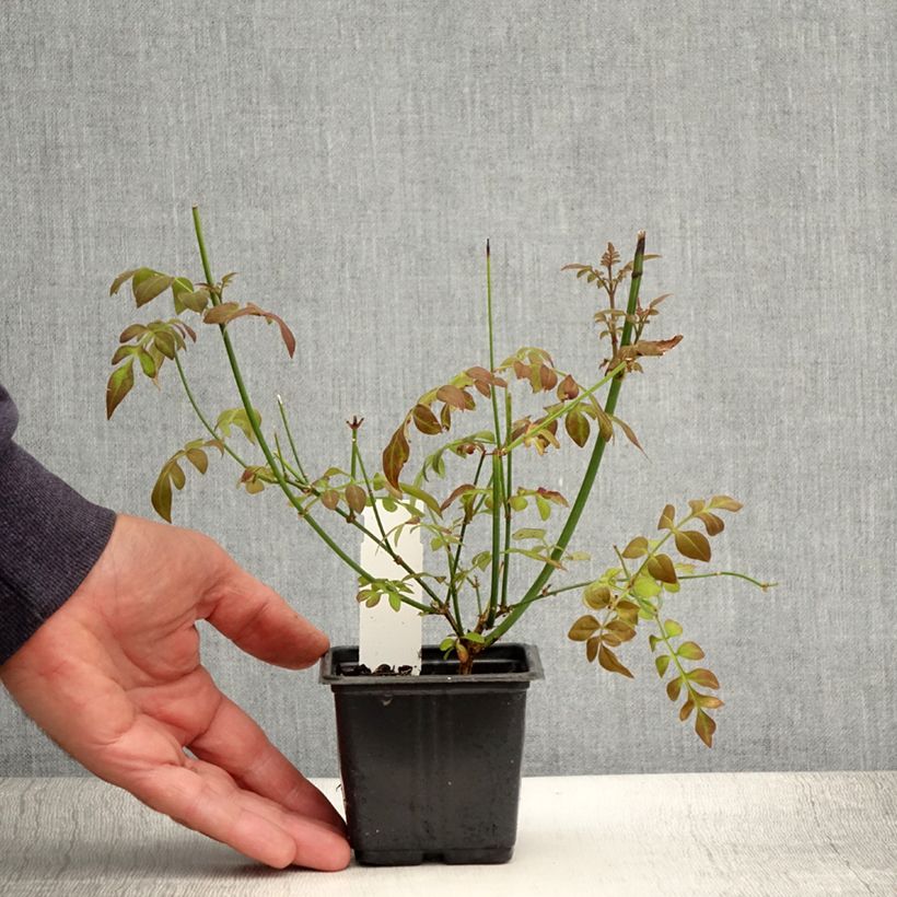 Spécimen de Jasmin officinal - Jasminum officinale Godet de 8/9 cm tel que livré en été
