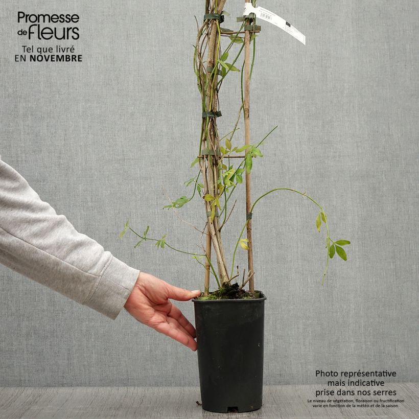 Spécimen de Jasmin primevère - Jasminum mesnyi Pot de 2L/3L tel que livré en automne