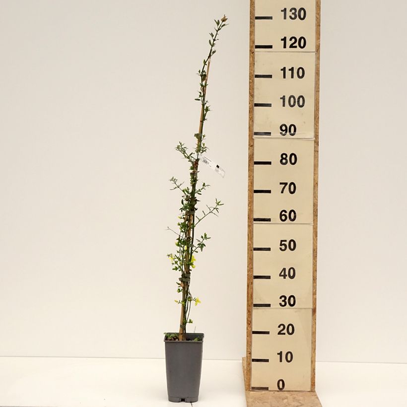 Spécimen de Jasmin primevère - Jasminum mesnyi Pot de 2L/3LHauteur livrée env. 60/70cm tel que livré au printemps