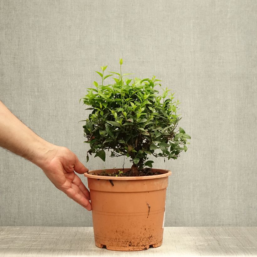 Spécimen de Jasmin sauvage étoilé - Jasminum multipartitum Pot de 2L/3L tel que livré en été