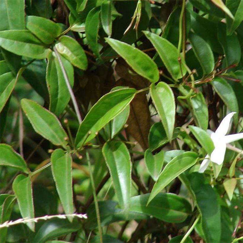 Jasmin - Jasminum polyanthum (Floraison)