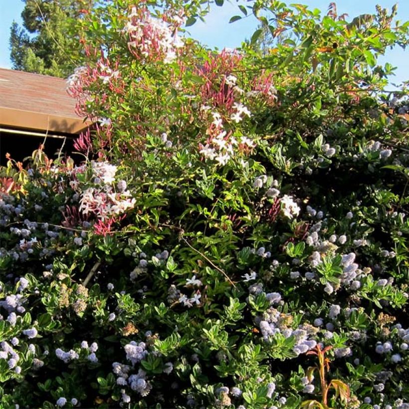 Jasmin - Jasminum polyanthum (Port)