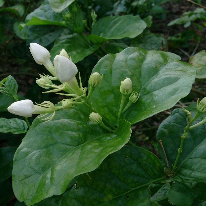Jasmin d'Arabie - Jasminum sambac (Feuillage)