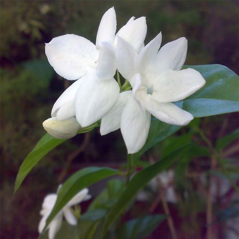 Jasmin d'Arabie - Jasminum sambac (Floraison)