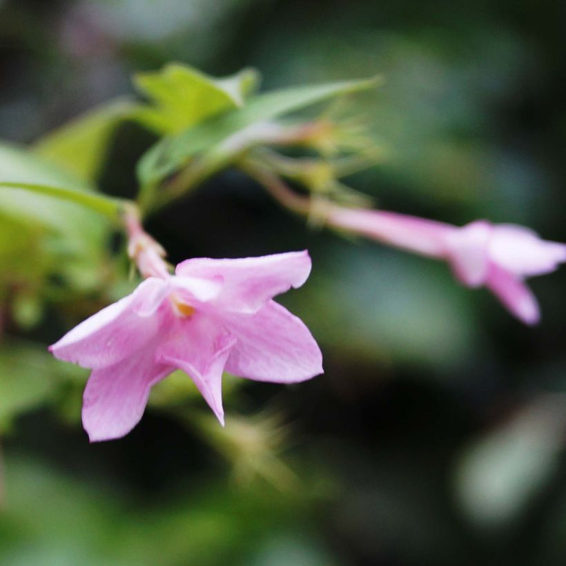 Jasmin - Jasminum stephanense (Floraison)