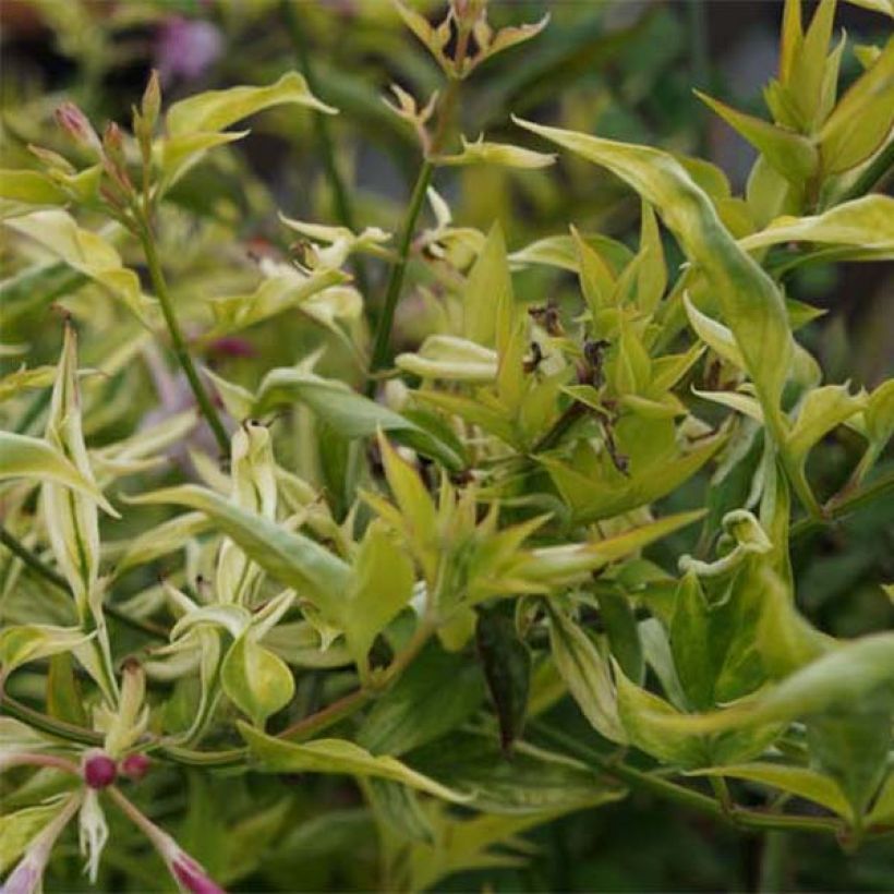 Jasmin - Jasminum stephanense (Feuillage)