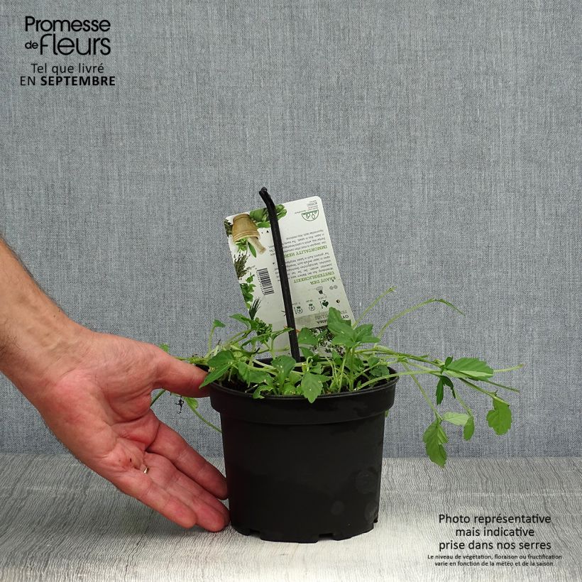 Spécimen de Jiaogulan - Gynostemma pentaphyllum Pot de 1,5L/2L tel que livré en automne